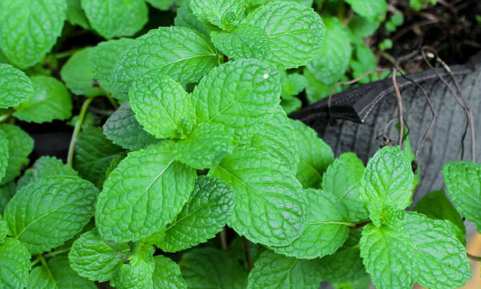  Health Benefits Of Mint Leaves In Winter Season! Health, Benefits Of Mint Leaves-TeluguStop.com