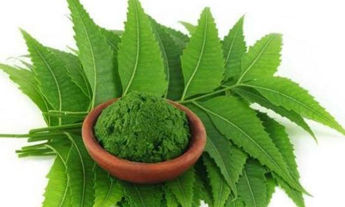  Benefits Of Eating Neem Leaves Early Morning! Benefits Of Neem Leaves, Early Mor-TeluguStop.com