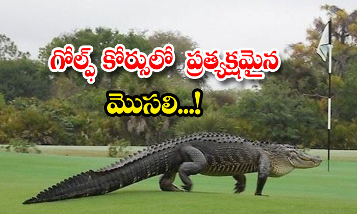  Crocodile Found In Golf Course, Golf Course, America, Florida, Crocodile, Social-TeluguStop.com