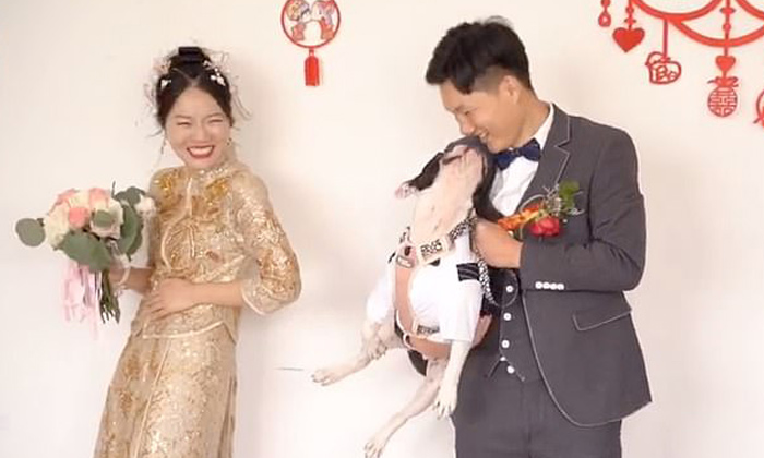  Dog Kicks Bride For Ignoring Him, Pet Dog, Bride, Viral Photos, Social Media, Ma-TeluguStop.com