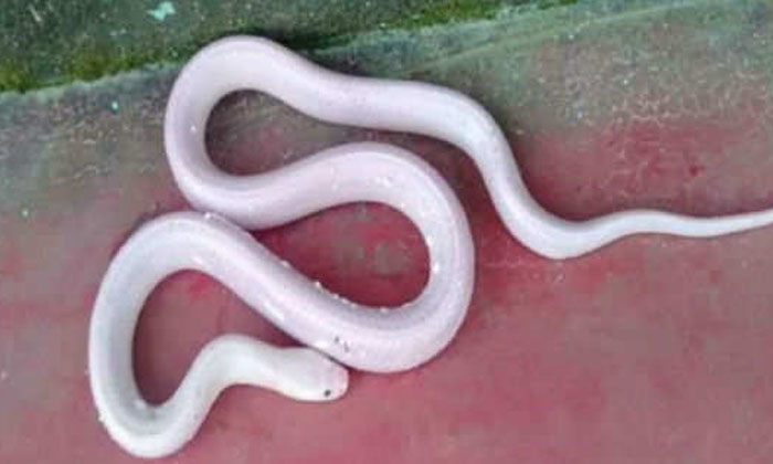  Ever Seen A Rare White Snake,white Snake,chhattisgarh,alpanijam Reason,body Self-TeluguStop.com