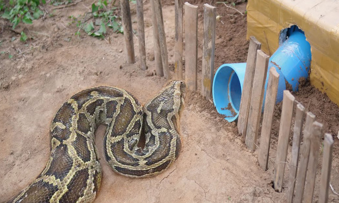  Huge Python Trapped Using Pvc Pipe Viral Video, Fake Video, Netizens, Anakonda,-TeluguStop.com