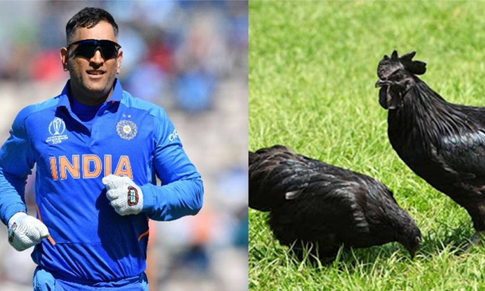  Indian Cricketer Dhoni Wants To Put Chicken Business, Dhoni, Ranchi,healthy Food-TeluguStop.com