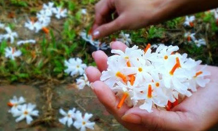 Importance Of Parijat Tree And Flowers, Lord Shiva, Monday Pooja, Parijatha Vruk-TeluguStop.com