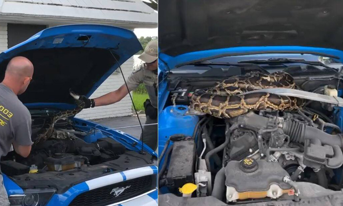  Florida Wildlife Officials Captured A 10-foot-long Python In Car Engine, Python,-TeluguStop.com