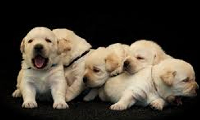  Dog,18 Puppies,special Breed,guntur,sweety,super Ovulation-TeluguStop.com