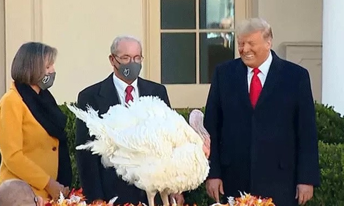 Telugu America, Change, Donald Trump, Morwen Park, Trump Turkeys, Turkeys-Politi