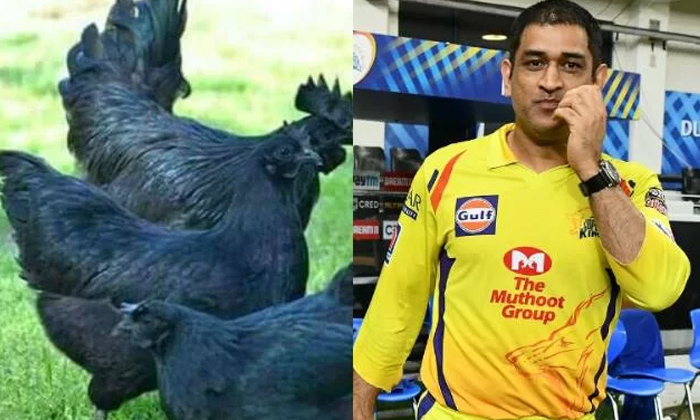  Ms Dhoni Is Likely To Start Kadatnath Poultry Business : Reports-TeluguStop.com