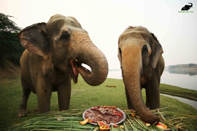  Rescued Elephants Celebrate Decade Of Freedom At Care Centre-TeluguStop.com