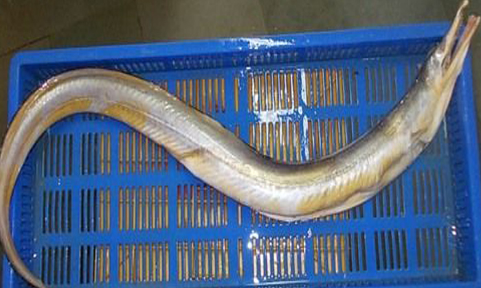  10 Feet Marine Eel Fish Found In Kakinda,kakinada Fish Market, Marine Eel Fish,-TeluguStop.com
