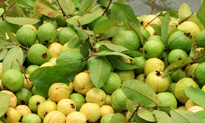  Farmers Earning 10 Lakhs In Guava Business, Guava Business, Traditional Farming,-TeluguStop.com