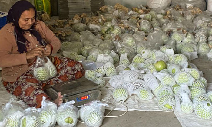 Telugu Farmers, Farmerslakhs, Guava, Guava Size, Gujarat, Thailand, Traditional-
