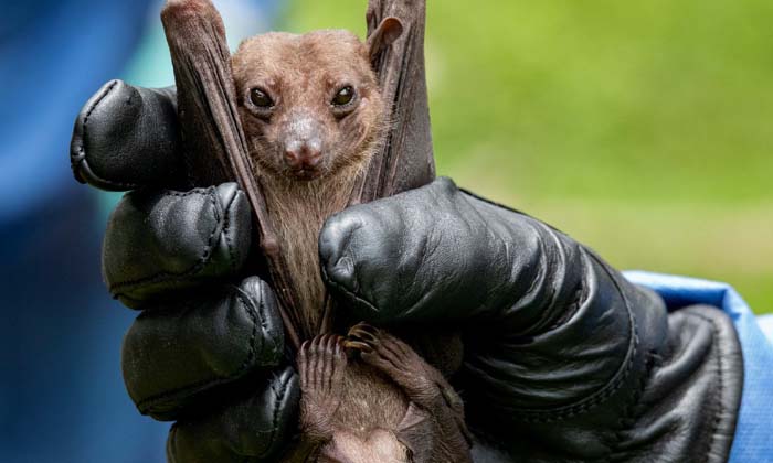  Scientists Focus On Bats To Control Next Pandemic, Corona Virus, Bats, China, Ch-TeluguStop.com