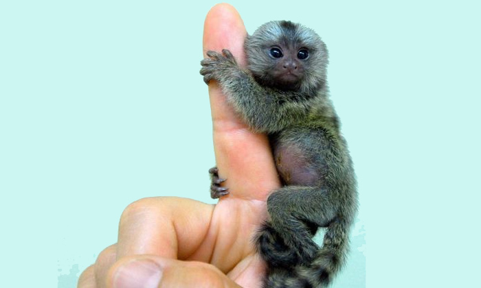  Viral Video, The Lightest Monkeys,  World ,smallest Monkeys,  Born, Twins, Viral-TeluguStop.com