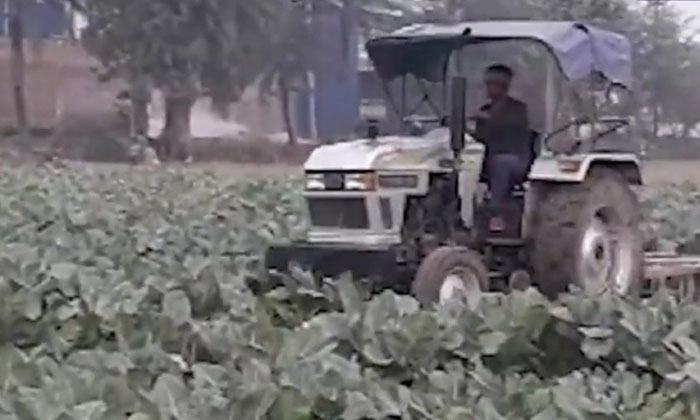  Viral Video Farmer Plows His Entire Crop With Anger, Farmer, Cabbage Crop, Viral-TeluguStop.com