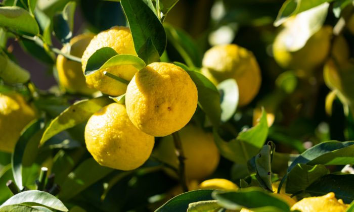  Citron Fruit Helps To Reduce Diabetes! Citron Fruit, Diabetes, Latest News, Heal-TeluguStop.com