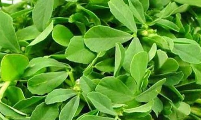  Health Benefits Of Fenugreek Leaves For Women! Health, Benefits Of Fenugreek Lea-TeluguStop.com