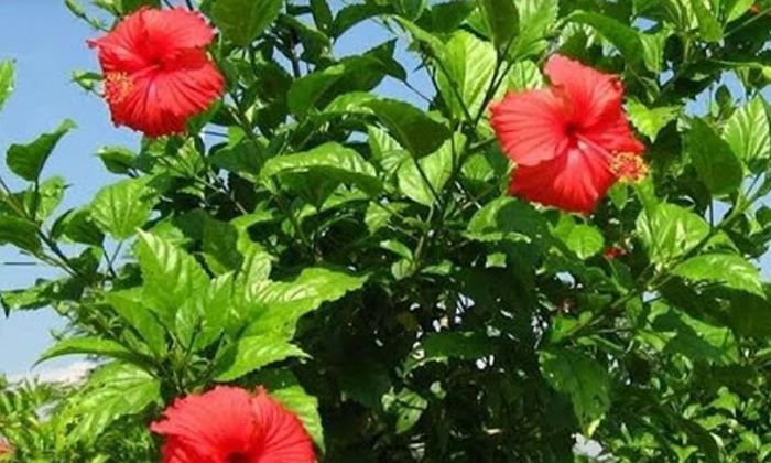  Hibiscus Leaves For Hair Problems! Hibiscus Leaves, Hair Problems, Hair Care, La-TeluguStop.com