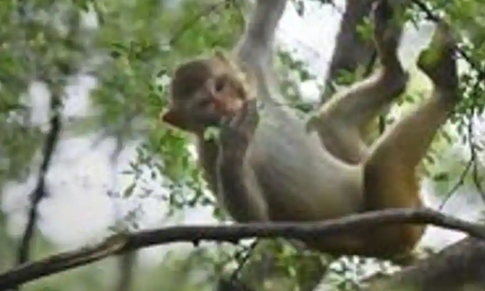  Monkey,money From Tree,monkey Rained Money From Tree, Uttar Pradesh, Yssar Clini-TeluguStop.com