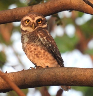  More Bird Walks In Vizag Zoo As Initiative Gets Good Response-TeluguStop.com