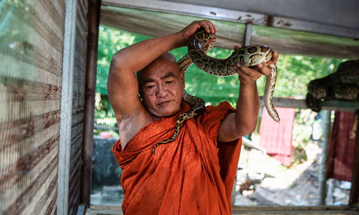  Myanmar Buddhist Monk Has Created Refuge Snakes,thailand, Snakes, Smuggling, Sav-TeluguStop.com