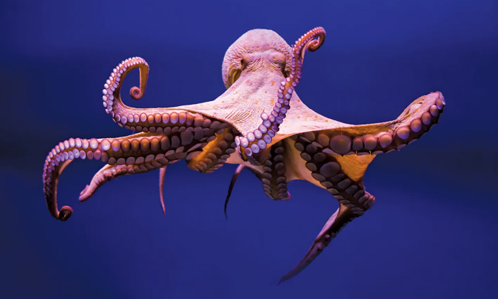  Octopus , Octopus Strolling On The Beach, Viral In Social Media, Telugu Vora; Ne-TeluguStop.com