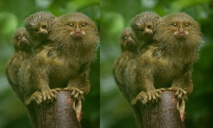  Twin Monkeys Measuring Just 2 Inches Born At Chester Zoo, Twin Monkeys, 2 Inches-TeluguStop.com