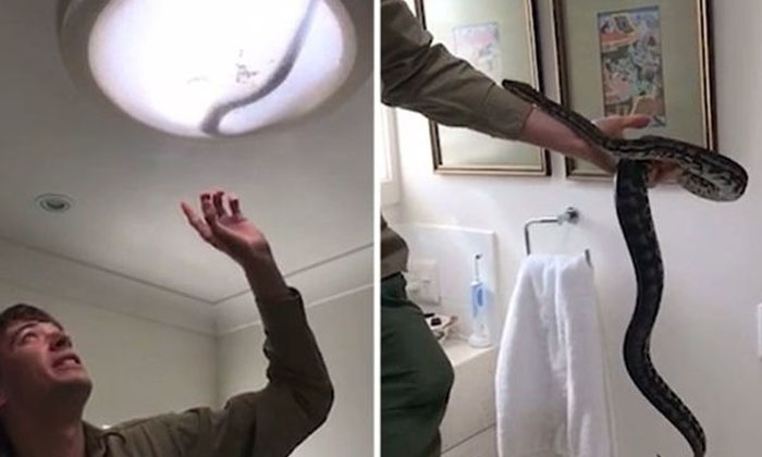  Snake Rescued From Bathroom Jet Watch Video Snake, Snake Rescued From Bathroom,-TeluguStop.com