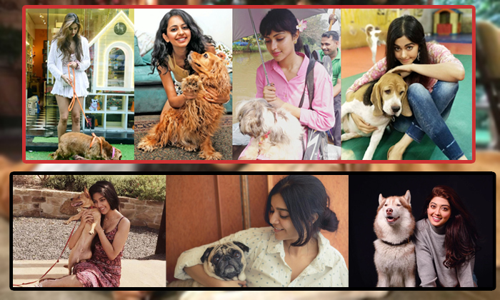  Tollywood Heroines With Their Adorable Pets, Anushka Sharma, Keerthi Suresh, Anu-TeluguStop.com