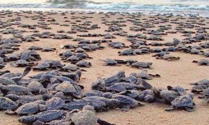  Millions Of Turtles Migrated To That Beach, Turtles, Beach, Reproduction, Male T-TeluguStop.com