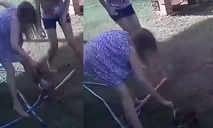  Viral Video Woman Kills A Puppy From A Python Trap, Viral Video, Woman, Kills ,-TeluguStop.com