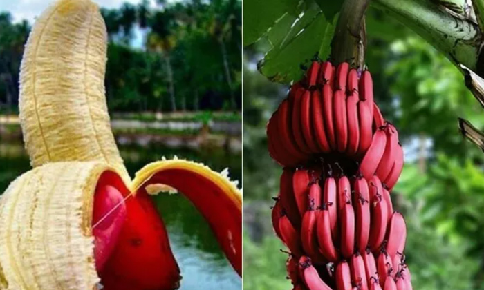 Telugu Benefitsred, Tips, Kidney, Red Bananas-Latest News - Telugu