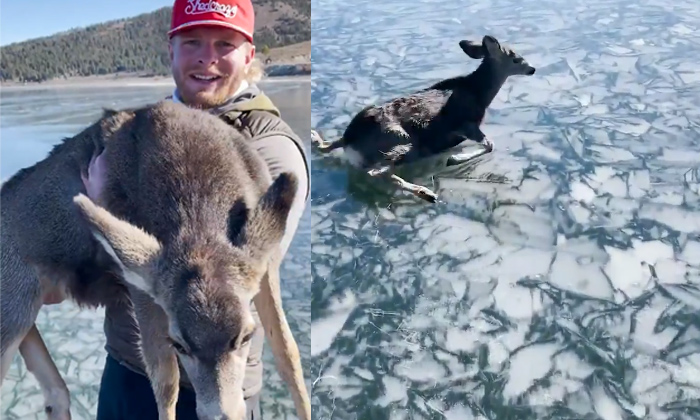  Deer Trapped On Ice, If You Know How It Came Out In The End,deer, Snow, Viral In-TeluguStop.com