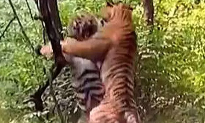  Brutal Fight Between Two Tigers, Viral Video, Two Tigers, Fight Between Tigers,-TeluguStop.com