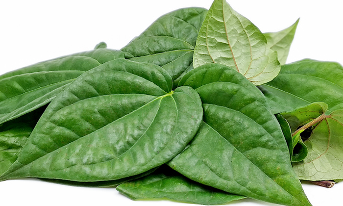 Telugu Benefits Betel, Headache, Tips, Latest, Leaf, Reduce Headache-Telugu Heal