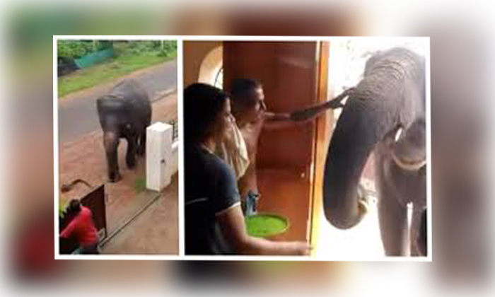  What If The Family Knew What Happened To The Elephant That Came Into The House?/-TeluguStop.com