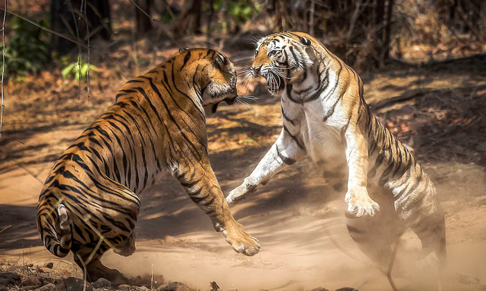  Fight Between Two Tigers In The Forest .... If You Know The Real Twist/ Tigers,-TeluguStop.com