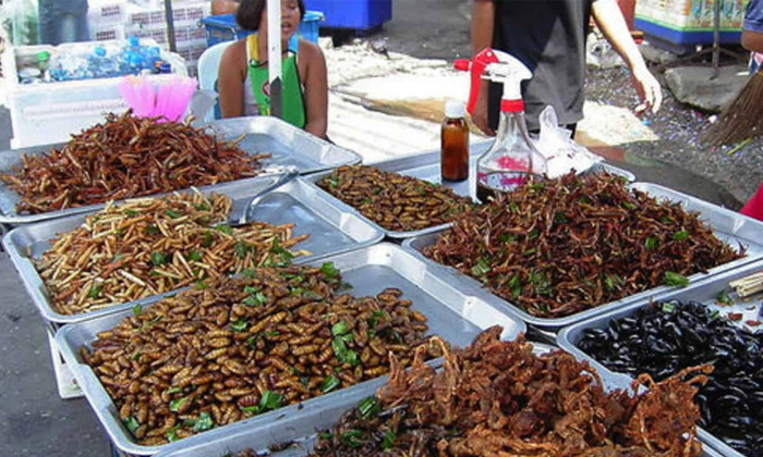  Food Court, Bugs, European Officially,  Eat Mealworms, Insects As Meal, Indian F-TeluguStop.com