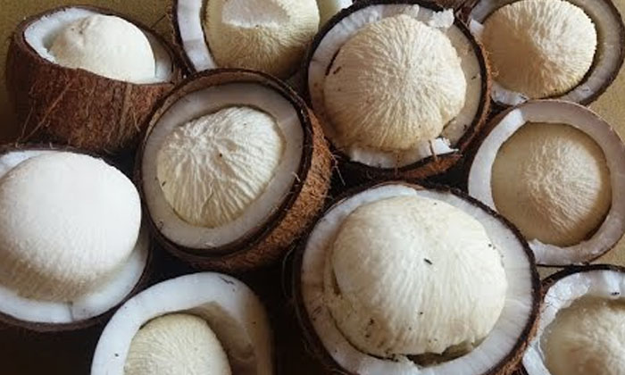 Telugu Benefitscoconut, Coconut, Coconut Flower, Tips, Latest-Telugu Health - �