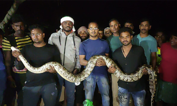  Pythons Caught In Jcb ... Then The Twist Is The Same/ Viral Video, Pythons, Jcb,-TeluguStop.com