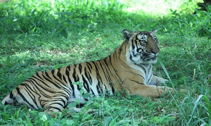  A Bengal Tiger Is Afried People At Safari, Big Tiger, Bangalore, Bannerugattu, S-TeluguStop.com