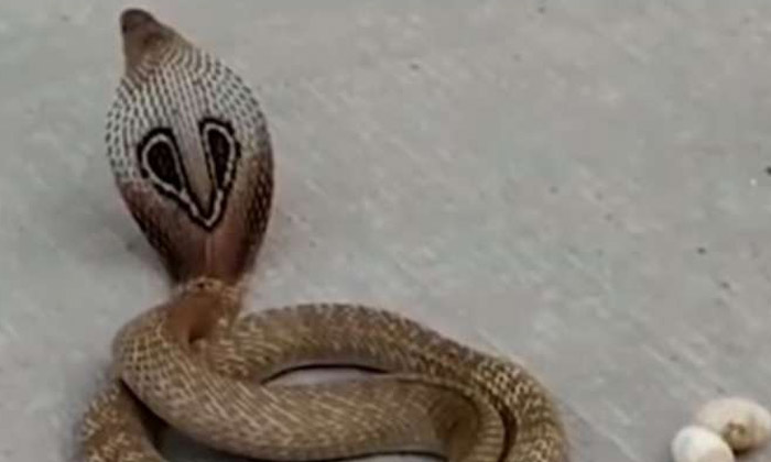  Viral  Cobra Who Jumped To Save Now Look At His Condition, Snake Hunt, Viral Vid-TeluguStop.com