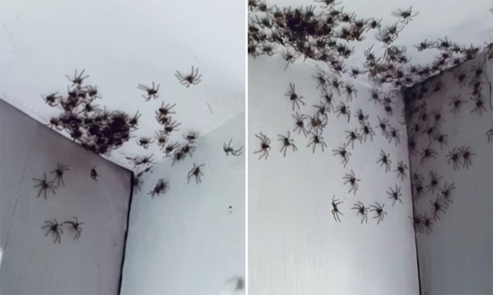  Sydney Woman Finds Hundreds Of Spiders In Her Daughters Room, Australia, Daughte-TeluguStop.com