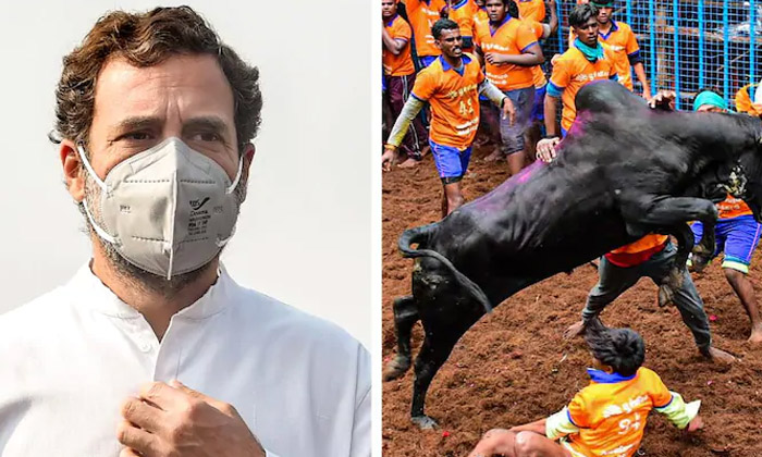 Telugu Jalli Kattu, Rahul Gandhi, Tamil Nadu-Movie