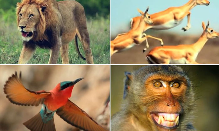  Viral Video Saare Jahase Achcha With Pure Voices Of Birds And Animals, Republic-TeluguStop.com