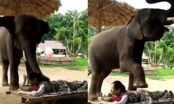  Viral Video Massage With Elephantelephant, Massag, Women, Viral Video, Viral Lat-TeluguStop.com
