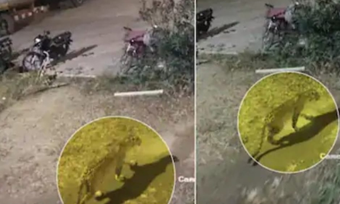  Leopard Into The Petrol Bunk   What Happened In The End Viral News, Leopard,sura-TeluguStop.com