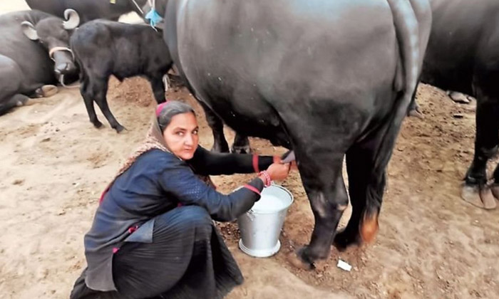  Uneducated Woman Rs Crore Earnings How Is That, 62 Years Women, Milk Selling, Gu-TeluguStop.com