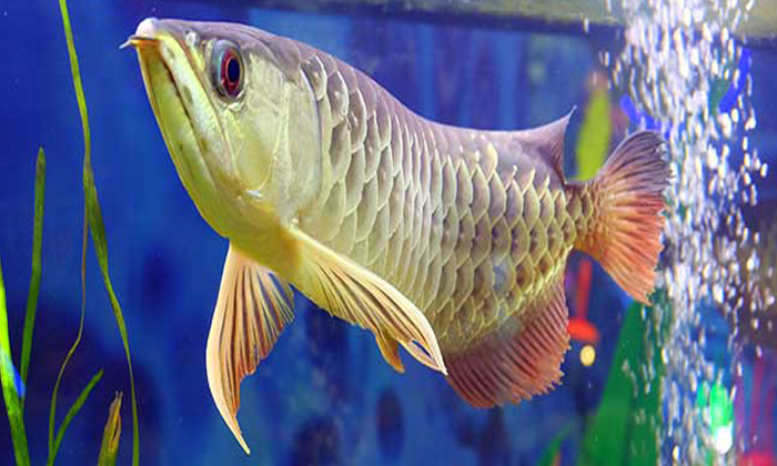  Fish, Income, House, Positive Energy, Negatie, Good Nees, Health, Happinses,arow-TeluguStop.com