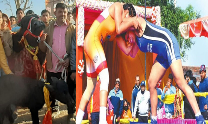  Buffalo Worth Rs 1.5 Lakh For Best Wrestler In Agra, National Women Wrestling Ch-TeluguStop.com